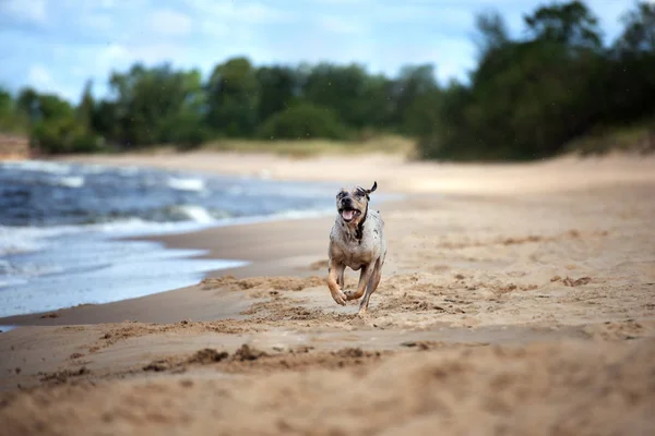 Happy Dog Playing Beach — Stock Photo, Image