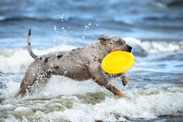 Happy Dog Playing Beach — Stock Photo, Image