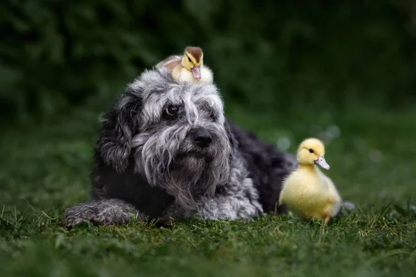 Собака Смешанной Породы Позирует Цыплятами — стоковое фото