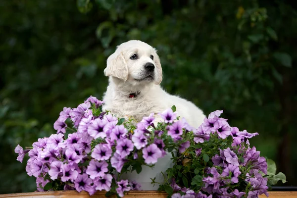 黄金のリトリーバー子犬は花の中にポーズ — ストック写真