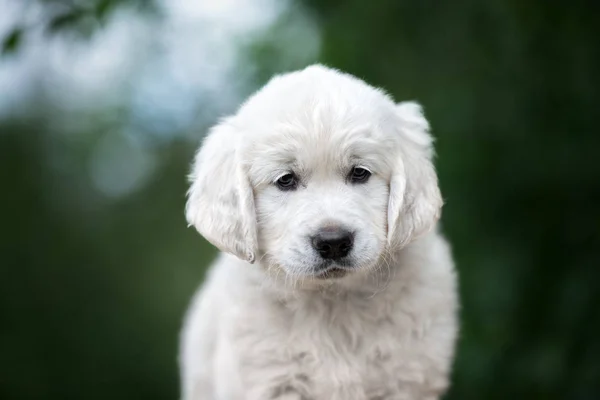 Golden Retriever Puppy Poseren Buiten — Stockfoto