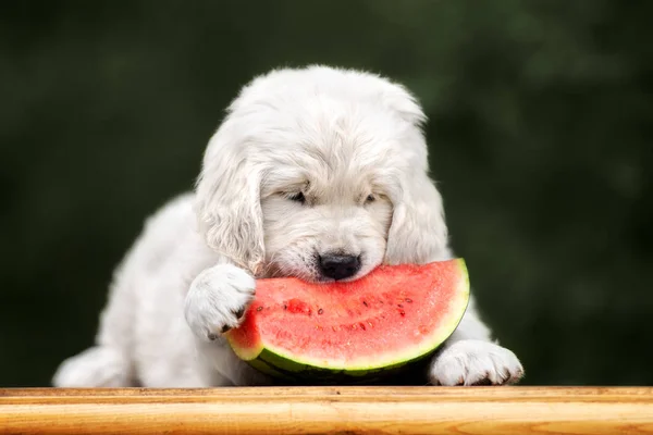 golden retriever puppy posing with watermelon