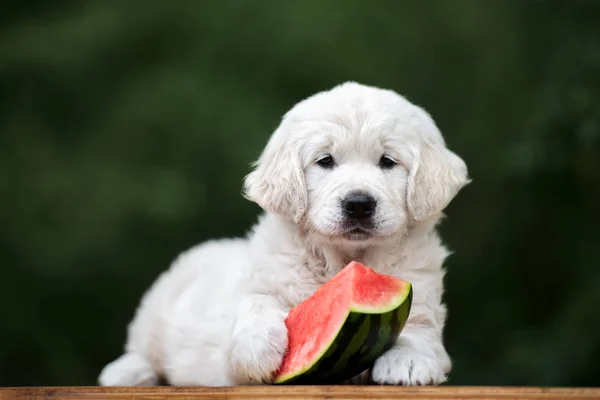 golden retriever puppy posing with watermelon