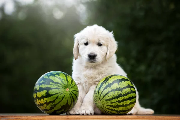 golden retriever puppy posing with watermelon