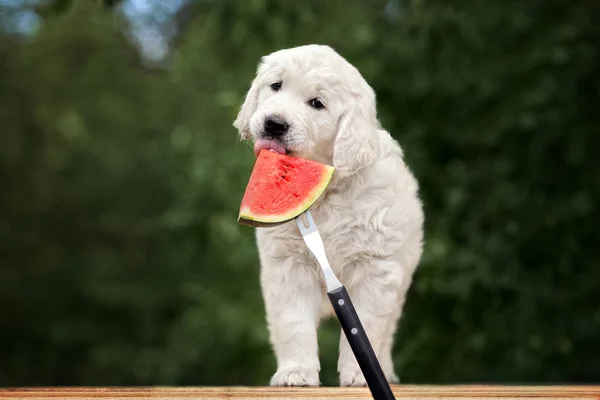 用西瓜摆姿势的金毛猎犬 — 图库照片