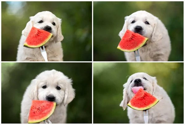 golden retriever puppy posing with watermelon