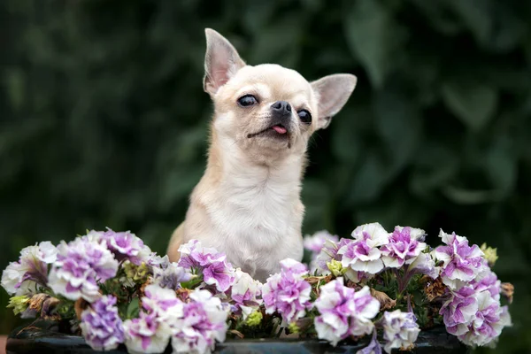 Ritratto Cane Chihuahua Con Fiori — Foto Stock