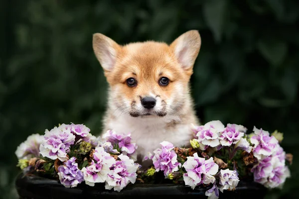 Vermelho Galês Corgi Pembroke Cachorro Livre — Fotografia de Stock