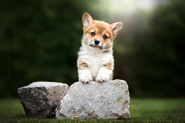 レッドウェッシュコーギーペンブローク子犬屋外 — ストック写真