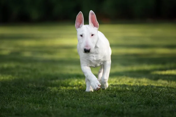 Blanco Inglés Toro Terrier Cachorro Posando Aire Libre —  Fotos de Stock