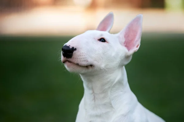 Branco Inglês Touro Terrier Cachorro Posando Livre — Fotografia de Stock