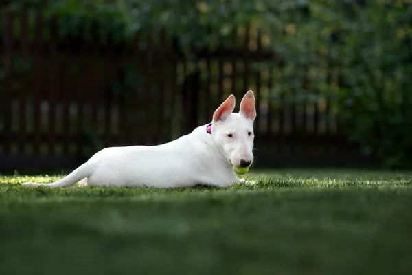 Branco Inglês Touro Terrier Cachorro Posando Livre — Fotografia de Stock