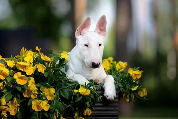 Biały Angielski Byk Terrier Szczeniak Pozowanie Zewnątrz — Zdjęcie stockowe