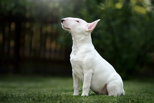 Vit Engelska Tjur Terrier Valp Poserar Utomhus — Stockfoto