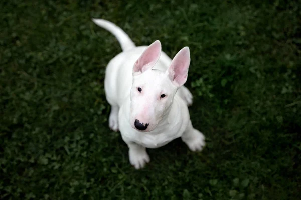 Weißer Bullterrier Welpe Posiert Freien — Stockfoto