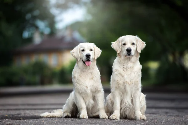 two golden retriever dogs posing outdoors