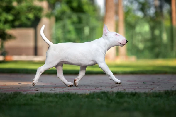 English Bull Terrier Puppy Walking Outdoors — стоковое фото