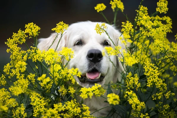 Golden Retriever Perro Posando Flores Amarillas —  Fotos de Stock
