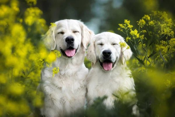 Twee Gelukkige Golden Retriever Honden — Stockfoto