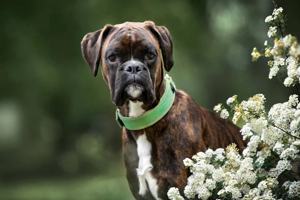 Brindle Niemiecki Bokser Pies Pozowanie Zewnątrz — Zdjęcie stockowe