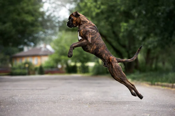 Немецкая Боксерская Собака Позирует Открытом Воздухе — стоковое фото