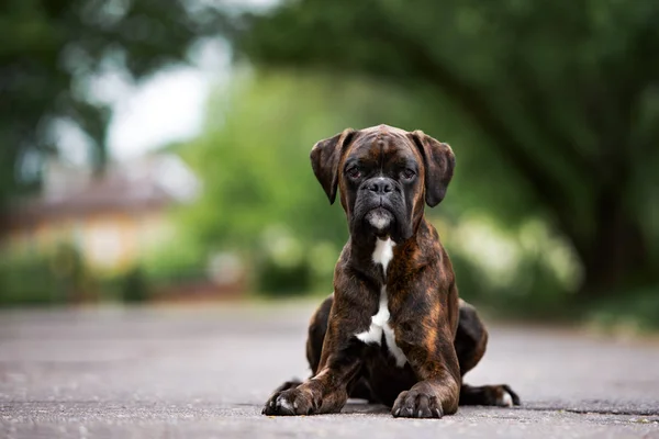 Brindle Tyska Boxare Hund Poserar Utomhus — Stockfoto