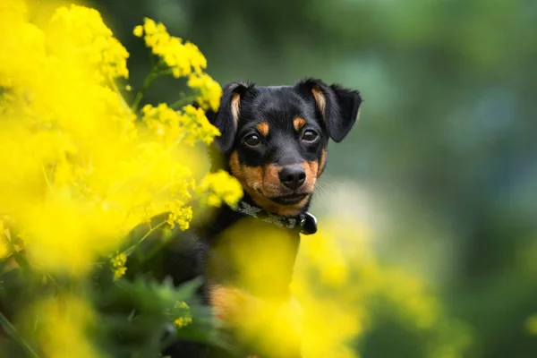 Yazın Açık Havada Poz Veren Küçük Melez Köpek — Stok fotoğraf