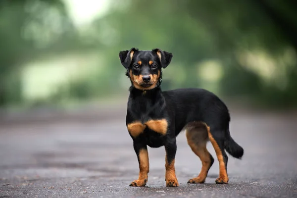 Kleine Gemengde Ras Hond Poseren Buiten Zomer — Stockfoto