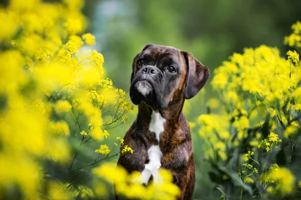 Brindle Allemand Boxer Chien Posant Extérieur — Photo