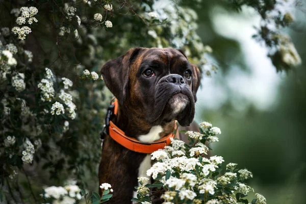 Brindle Alemán Boxeador Perro Posando Aire Libre — Foto de Stock