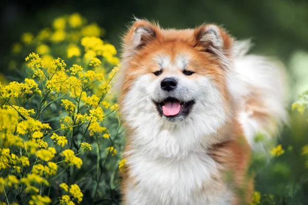 Açık Havada Poz Veren Mutlu Akita Inu Köpekleri — Stok fotoğraf