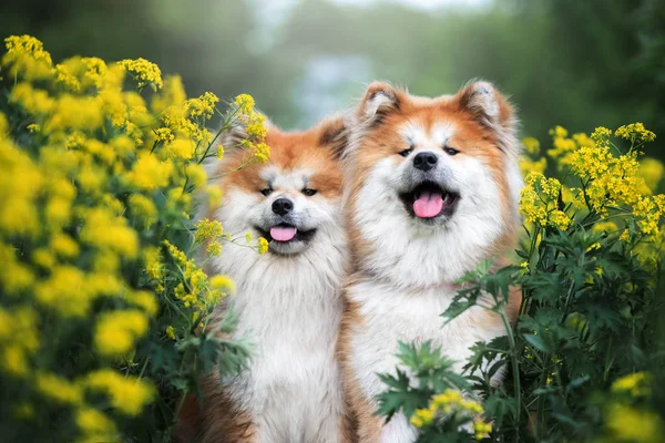 Dois Cães Akita Inu Retrato Verão — Fotografia de Stock