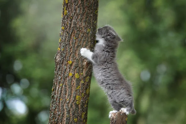 Adorabile Soffice Gattino Ritratto All Aperto — Foto Stock