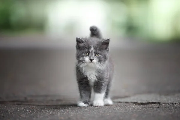 Adorable Portrait Chaton Moelleux Extérieur — Photo