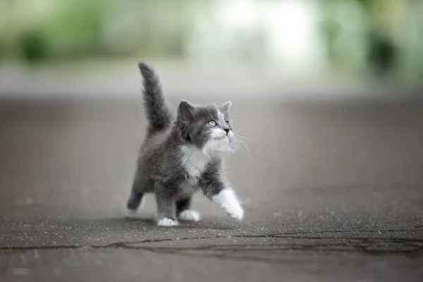 Adorable Fluffy Kitten Portrait Outdoors — Stock Photo, Image