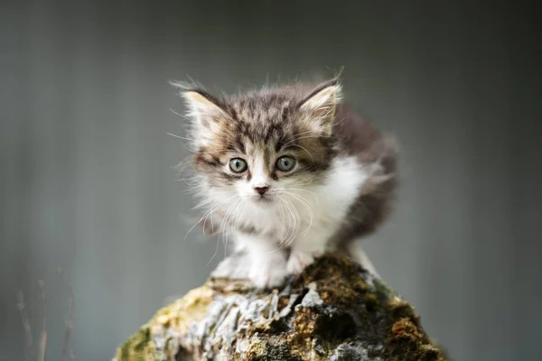 Adorable Esponjoso Gatito Retrato Aire Libre — Foto de Stock