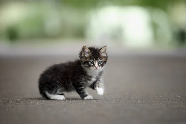 Adorable Esponjoso Gatito Retrato Aire Libre —  Fotos de Stock