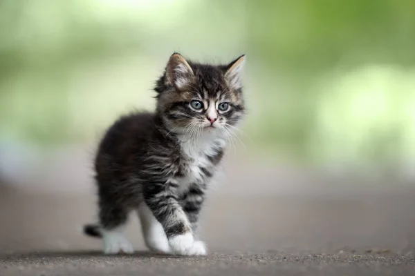 Adorable Portrait Chaton Moelleux Extérieur — Photo