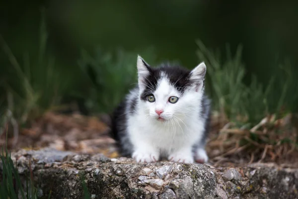 Adorable Fluffy Kitten Portrait Outdoors — Stock Photo, Image