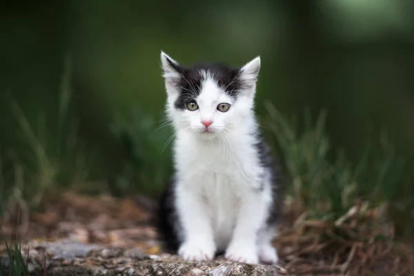 Adorable Portrait Chaton Moelleux Extérieur — Photo