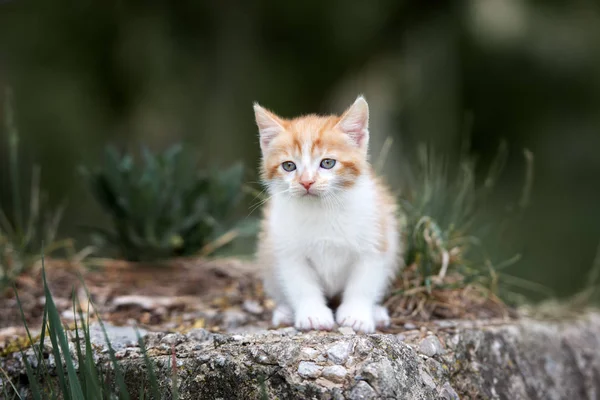 Adorable Portrait Chaton Moelleux Extérieur — Photo