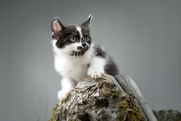 Adorable Esponjoso Gatito Retrato Aire Libre —  Fotos de Stock