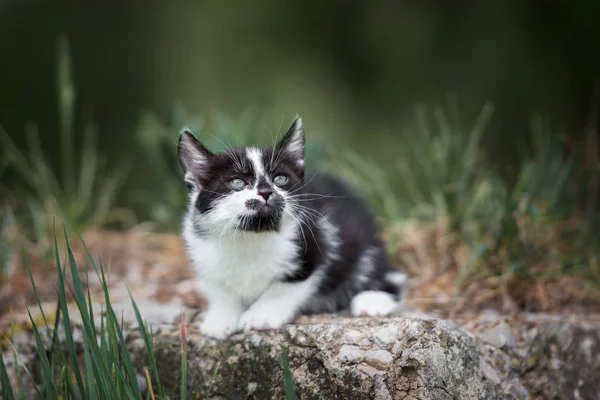 Adorable Portrait Chaton Moelleux Extérieur — Photo