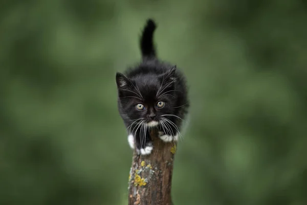 Adorable Fluffy Kitten Portrait Outdoors — Stock Photo, Image