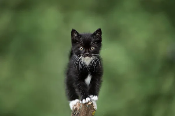 Adorable Fluffy Kitten Portrait Outdoors — Stock Photo, Image