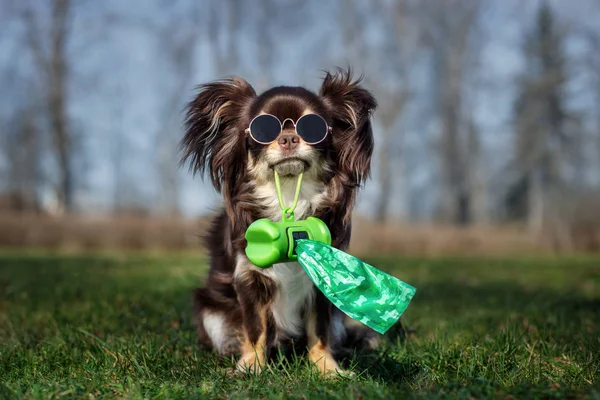 Chihuahua Pes Drží Pytle Odpadky Ústech — Stock fotografie