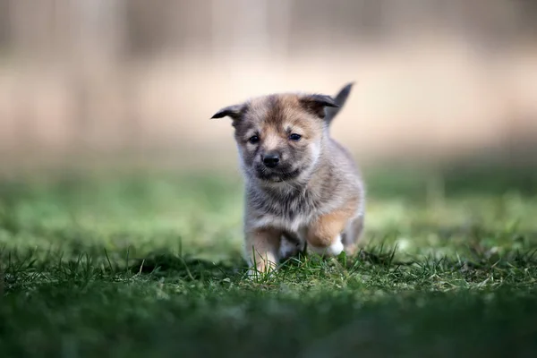 Cachorro Raza Mixta Posando Aire Libre Primavera —  Fotos de Stock