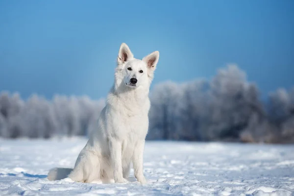 Vit Herde Hund Utomhus Vintern — Stockfoto