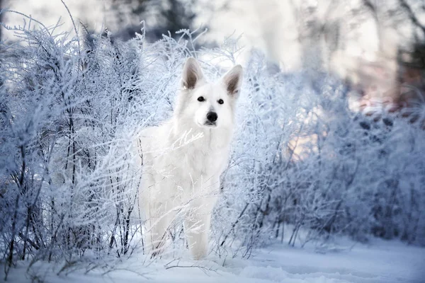 Vit Herde Hund Utomhus Vintern — Stockfoto