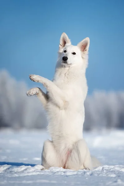 Біла Вівчарка Собака Відкритому Повітрі Взимку — стокове фото